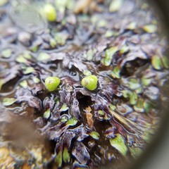 Marchantiophyta