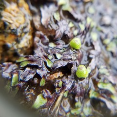 Marchantiophyta