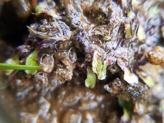 Marchantiophyta
