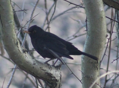 Turdus merula