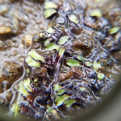 Marchantiophyta