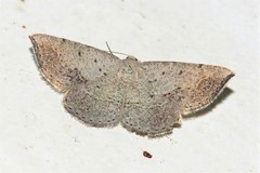 Taxeotis perlinearia