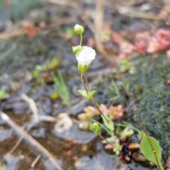 Mononeuria uniflora