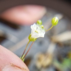 Mononeuria uniflora