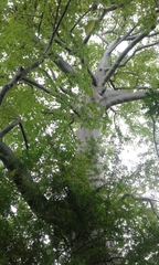 Ceiba trischistandra