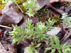 Sedum pusillum