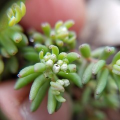 Sedum pusillum
