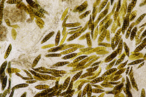 Pleomassaria observed 2022-03-12