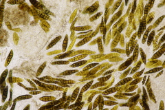 Prosthemium betulinum