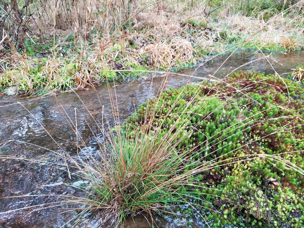 Georgia rush (Juncus georgianus)