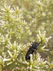 Drychateres bilineatus