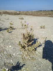 Cristaria glaucophylla