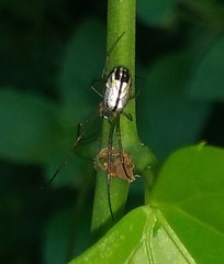 Leucauge volupis