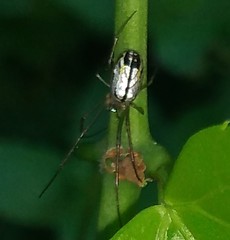 Leucauge volupis