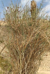 Periploca aphylla