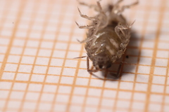 Chaetophiloscia elongata