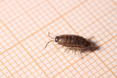 Chaetophiloscia elongata
