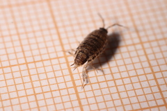 Chaetophiloscia elongata