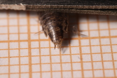 Chaetophiloscia elongata