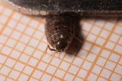 Chaetophiloscia elongata