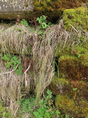 Festuca ammobia