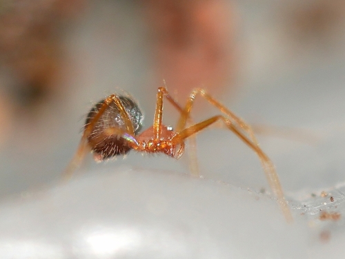 Usofila pacifica photo 2
