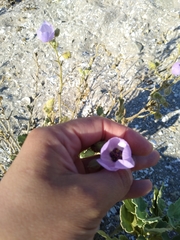 Cristaria glaucophylla