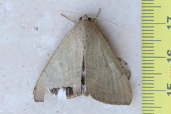Achaea argilla