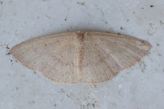 Cyclophora obstataria