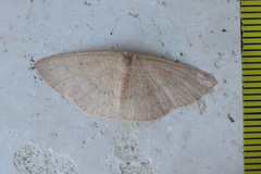 Cyclophora obstataria