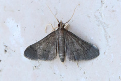Piletocera macroperalis