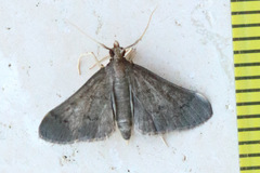 Piletocera macroperalis