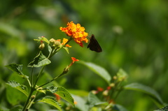 Miltomiges cinnamomea