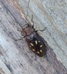 Phaenops drummondi