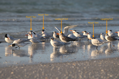 Leucophaeus atricilla megalopterus