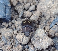 Phaenops drummondi