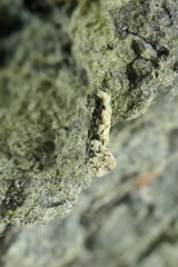 Crypsitricha mesotypa