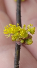 Lindera melissifolia