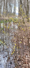 Lindera melissifolia