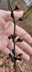 Lindera melissifolia