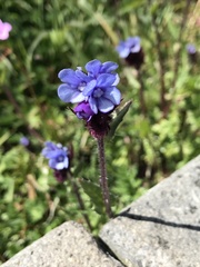 Anchusa crispa