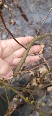 Lindera melissifolia