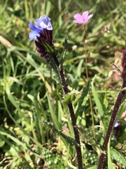 Anchusa crispa