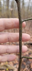 Lindera melissifolia