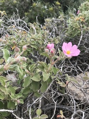 Cistus parviflorus