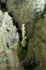 Crypsitricha mesotypa