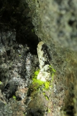 Crypsitricha mesotypa