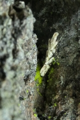 Crypsitricha mesotypa