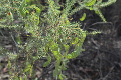 Acacia conferta