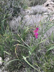 Gladiolus communis byzantinus